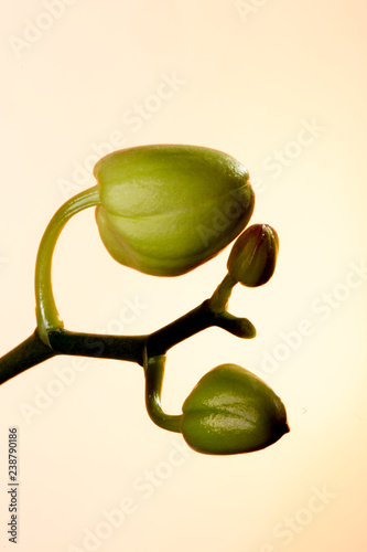 Baby orchid
