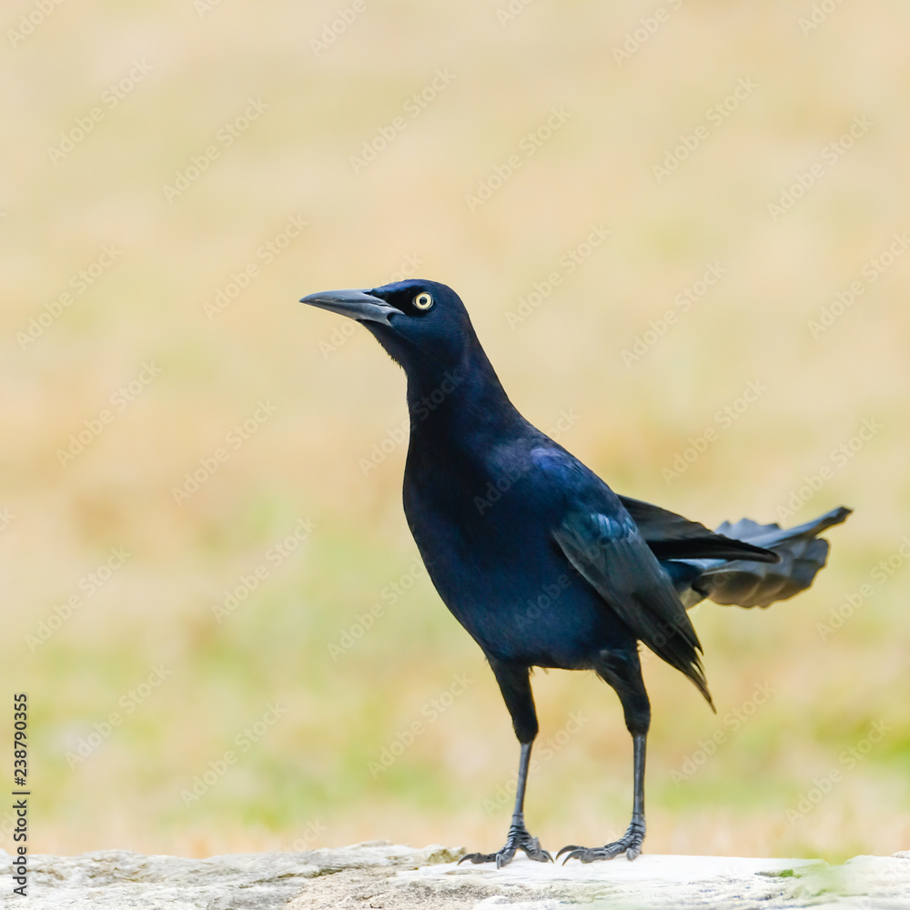 Common grackle Common grackle