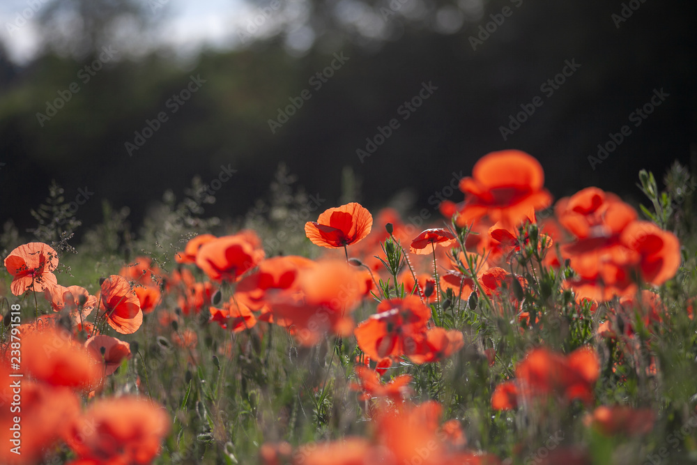 Obraz premium Poppies with background