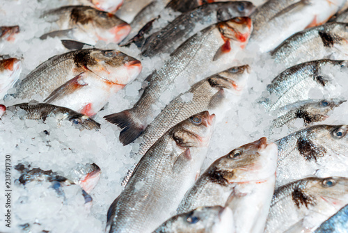 fresh fish in the snow on the shop counter