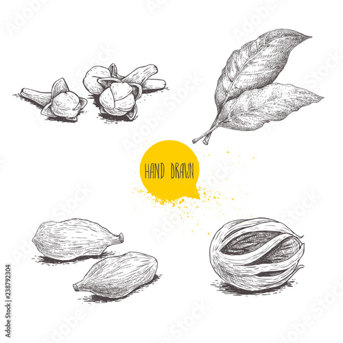 Hand drawn sketch spices set. Bay leaves, nutmeg fruit, cardamoms and cloves. Herbs, condiments and spices vector illustration isolated on white background.