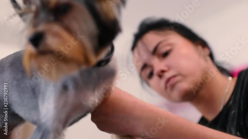 Pet Grooming Salon. Dog Getting Hair Cut At Animal Spa Salon