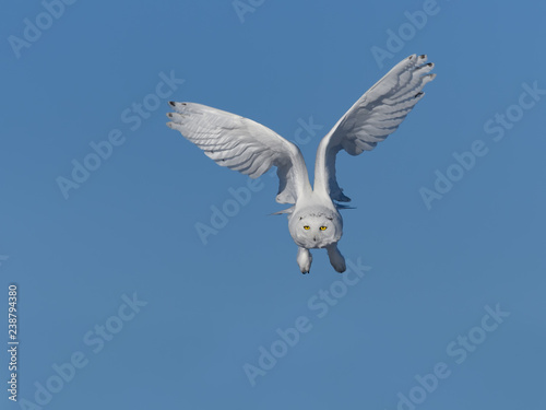 Male Snowy Owl in Flight on Blue Sky in Winter 