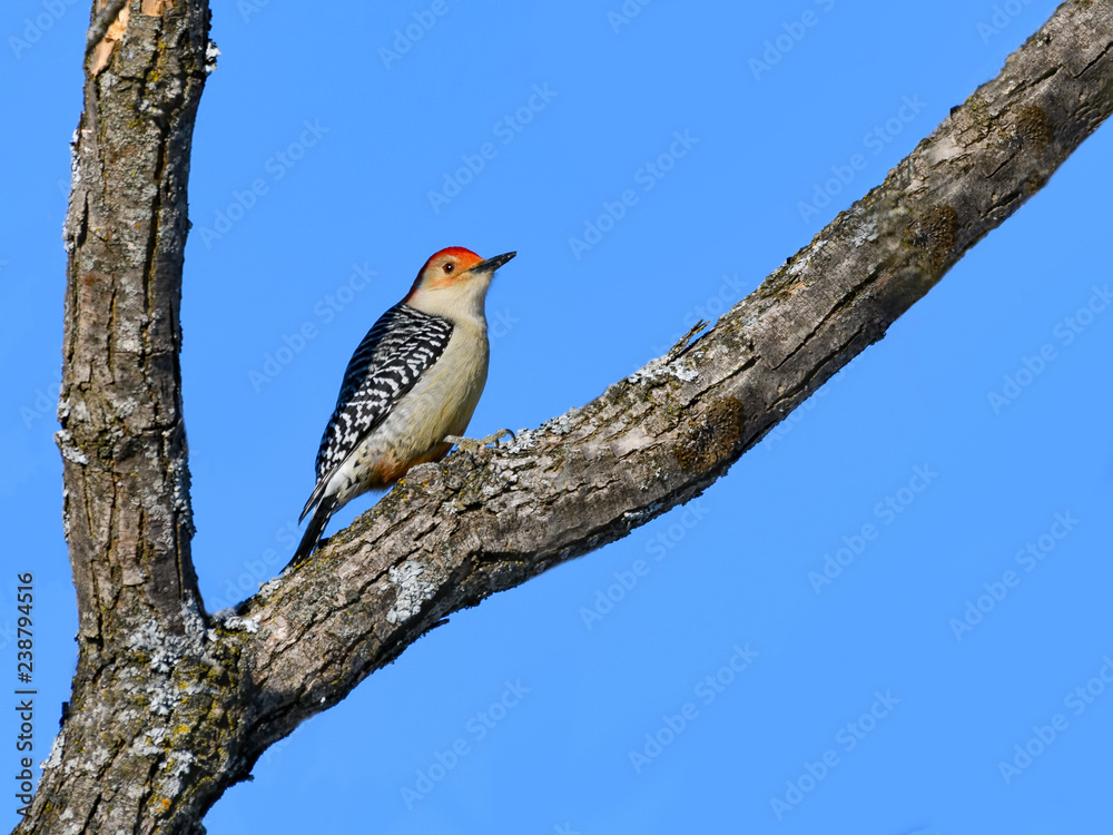 Fototapeta premium Red-bellied Woodpecker on Blue Sky in Winter