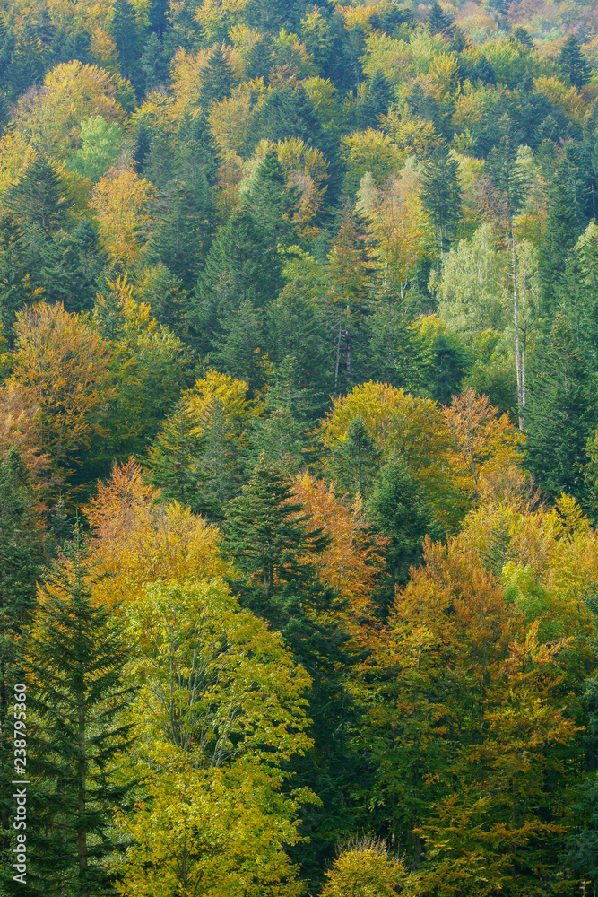 Autumn in the primeval forest. Bieszczady Mountains.
