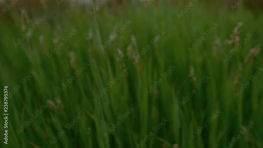 Wild Grass Is Blooming In The Field. Close-up. Backward Movement. Wild Grass Is Blooming In The Field. Close-up. Backward Movement.