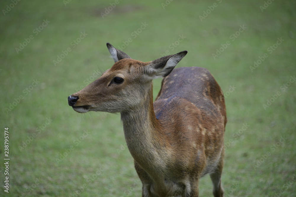 Nara Deer - Nara Park Japan Nara Deer - Nara Park Japan