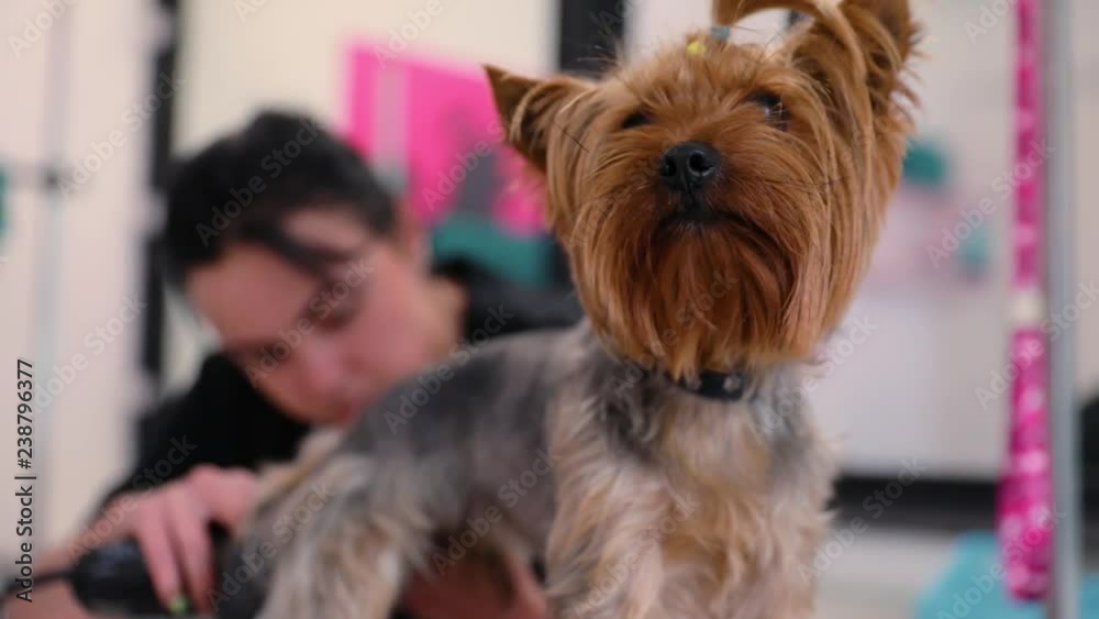 Grooming Salon. Dog Getting Hair Cut At Pet Spa Salon Grooming Salon. Dog Getting Hair Cut At Pet Spa Salon