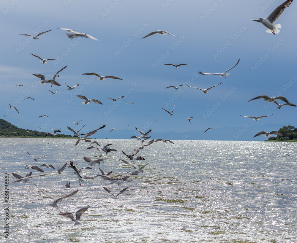 Gulls in wake of boat