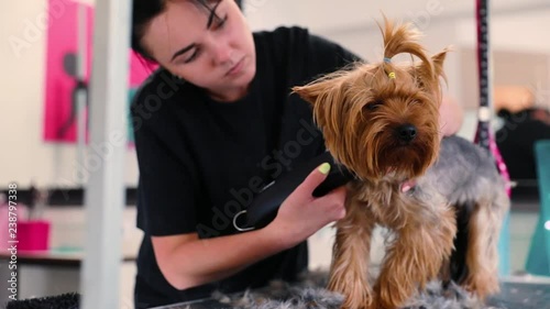 Dog Hair Cut At Grooming Salon. Groomer Cutting Dog With Trimmer