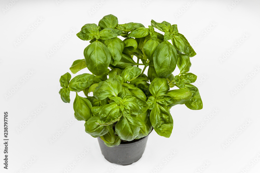 Basil in the pot Basil in the pot