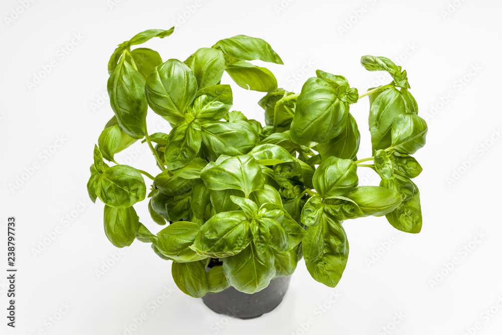 Basil in the pot Basil in the pot