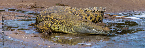 Nile Crocodile