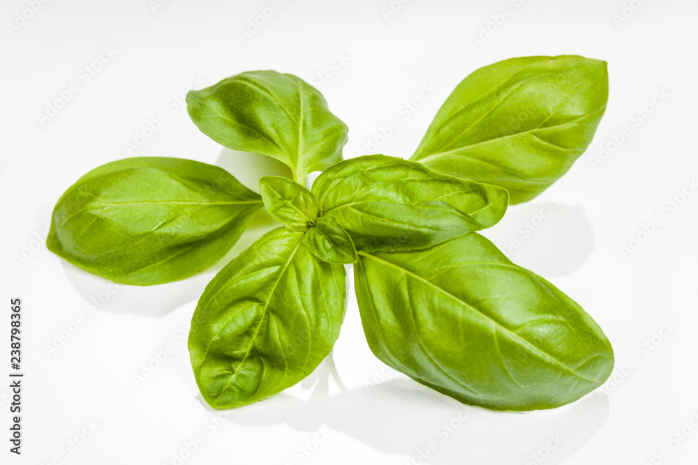 Basil leaves isolated on white background Basil leaves isolated on white background