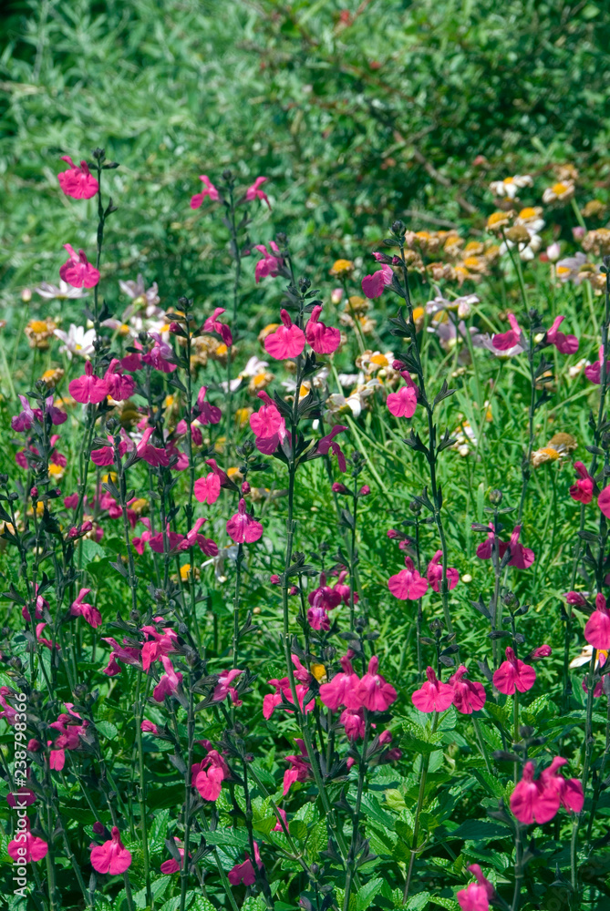 Salvia Microphylla