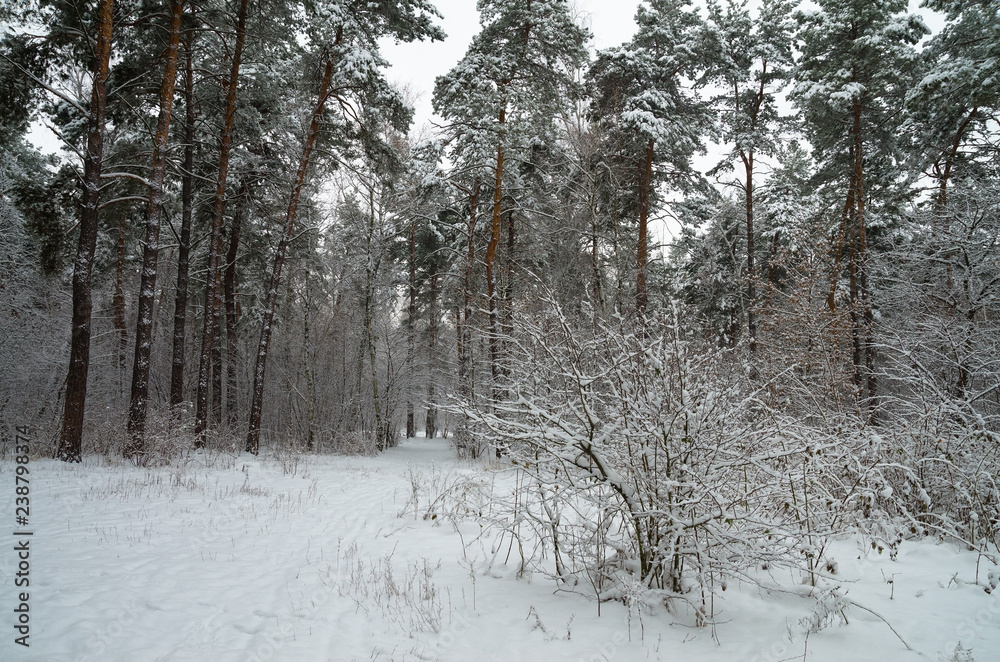 Fototapeta premium Winter snow forest. Snow lies on the branches of trees. Frosty snowy weather. Beautiful winter forest landscape.