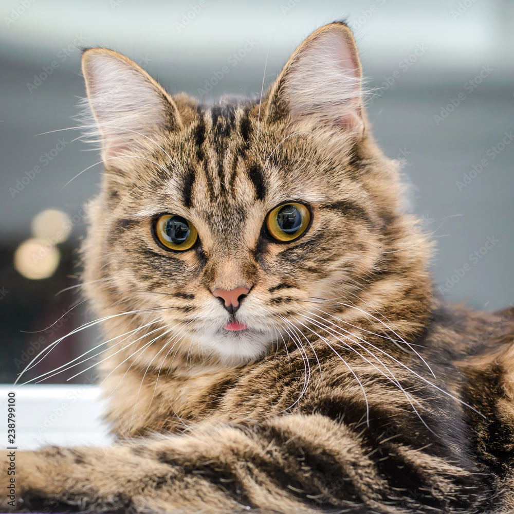 custom made wallpaper toronto digitalPortrait of a beautiful gray striped cat closeup
