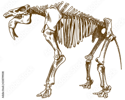 engraving illustration of deinotherium skeleton