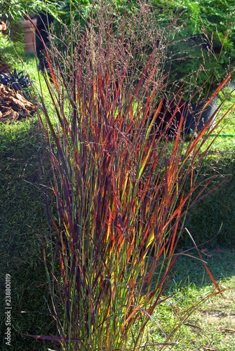 Panicum Virgatum Heiliger Hain photo