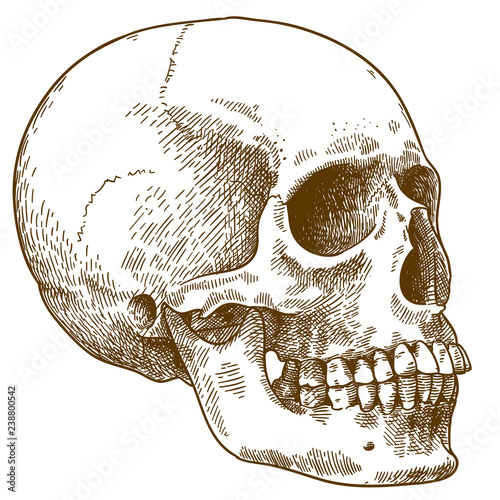 engraving illustration of human skull