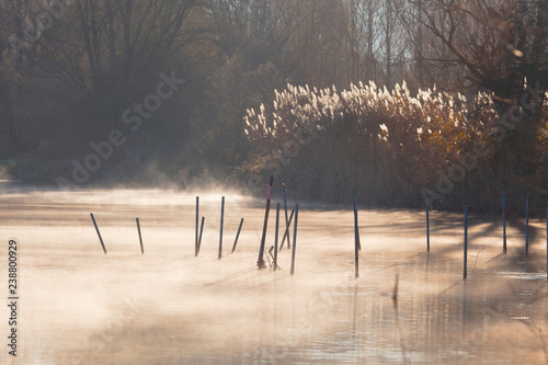 prime luci di fine autunno sui canneti e sui paletti che affiorano dal fiume adda con un poco di bruma mattutina