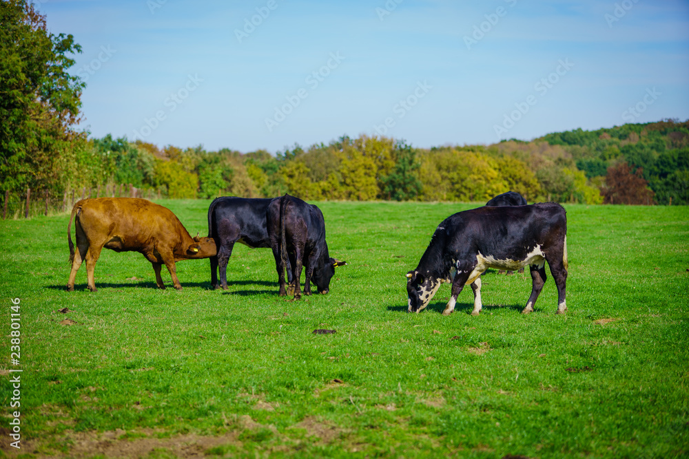 Group of cows in grassland panorama