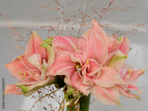 Amaryllis nymph (Hippeastrum) double flowering on grey white neutral background with gold paint grass