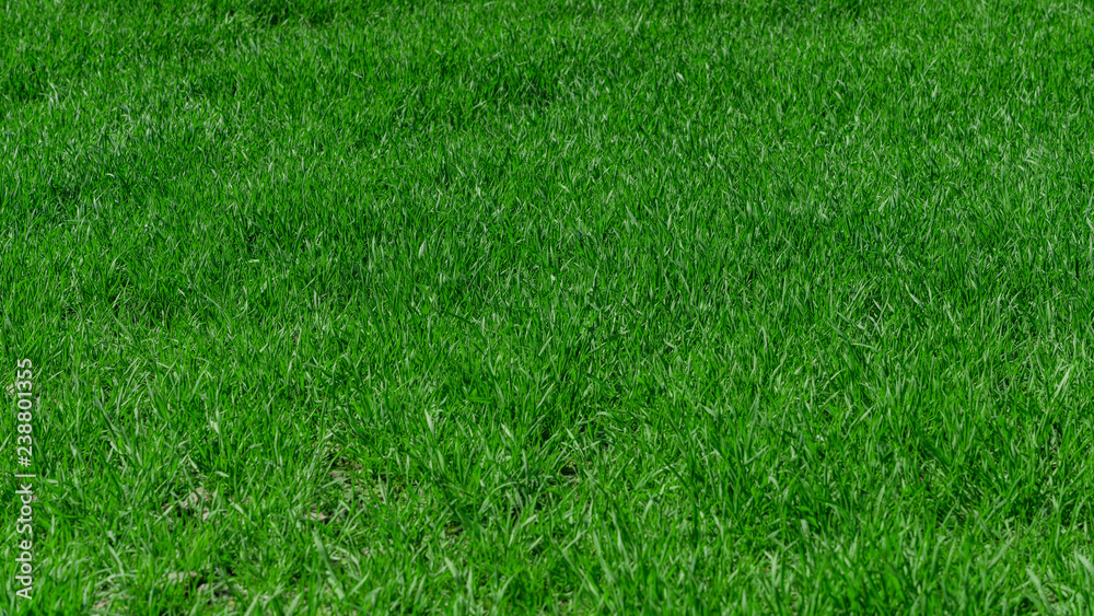 Green grass background texture Green grass background texture