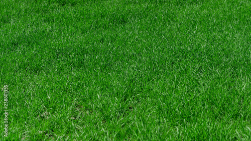 Green grass background texture