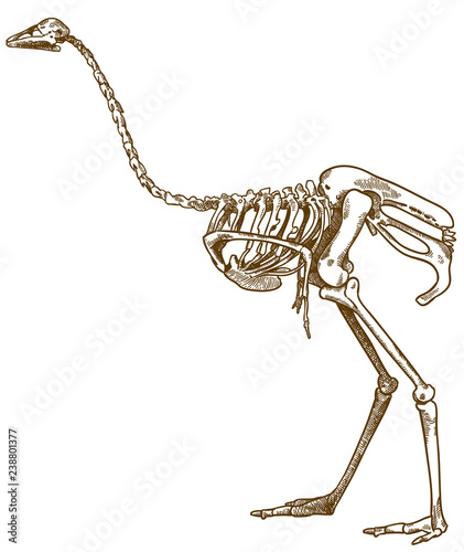 engraving illustration of ostrich skeleton