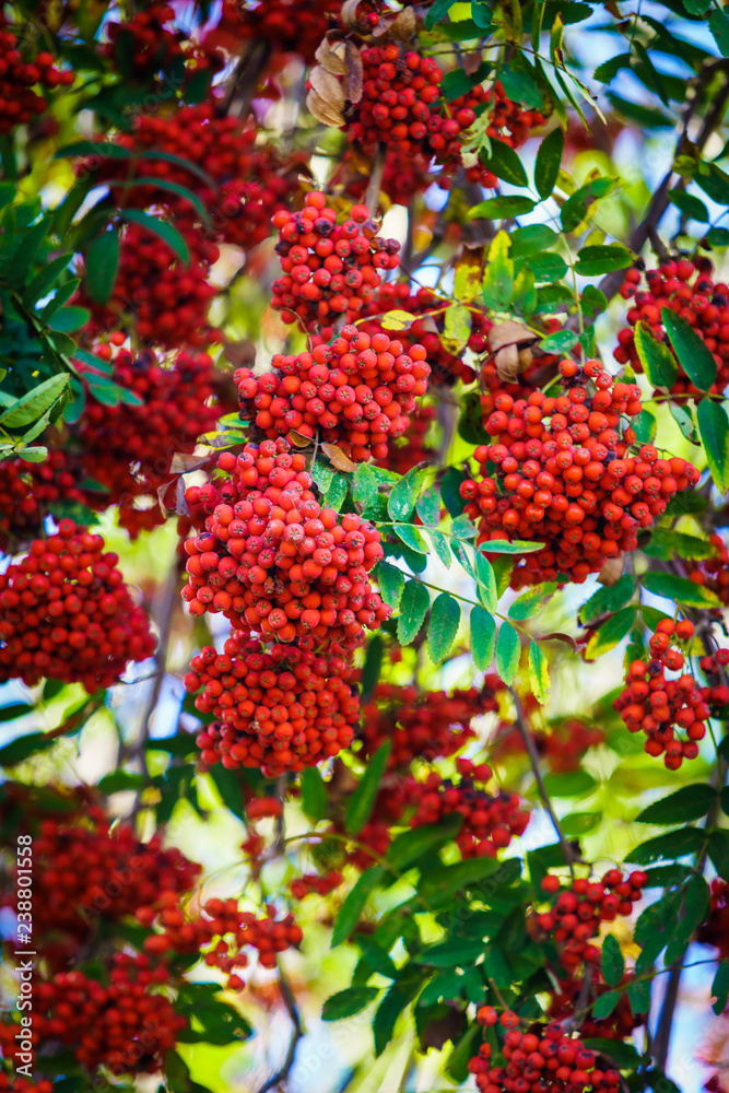 Rowan branch with a bunch of red ripe berries
