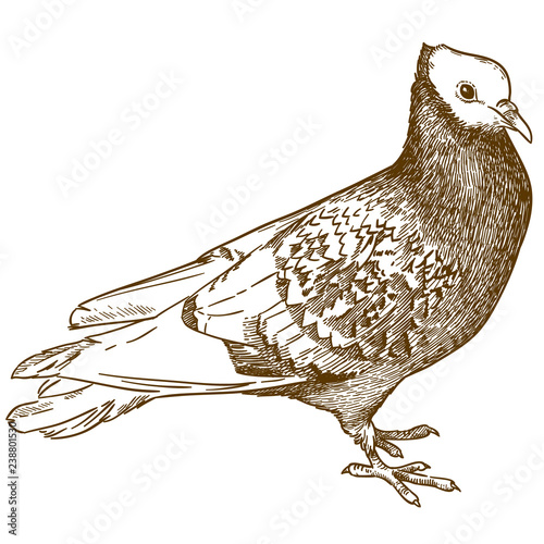 engraving illustration of pigeon bird