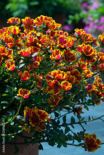 Portulaca Umbraticola Firegold photo