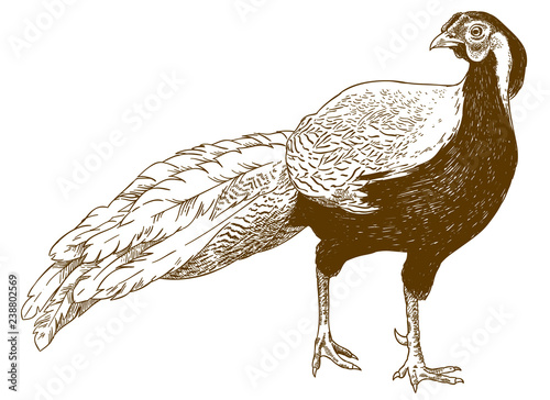 engraving illustration of silver pheasant