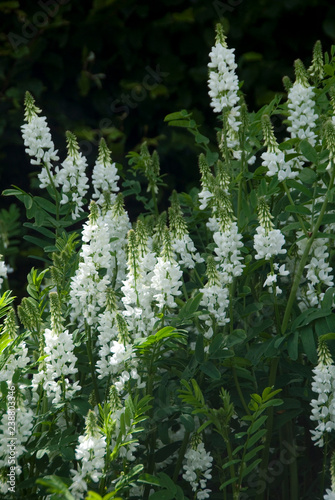 Galega Officinalis Alba photo