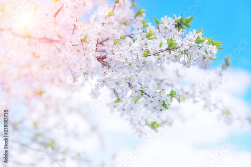 Spring branch with white small flowers. Background. Copy space