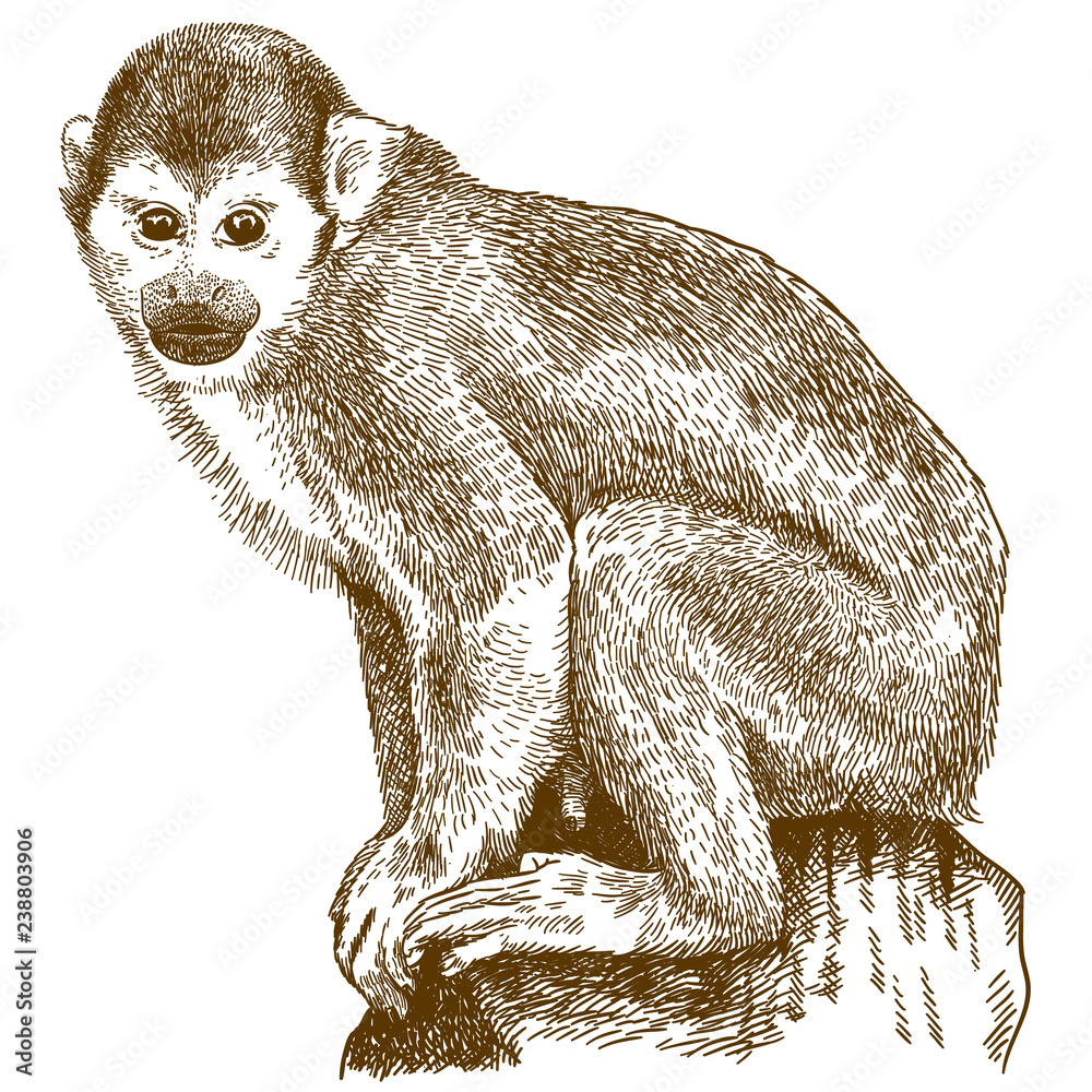 Naklejka premium grawerowanie ilustracji małpy wiewiórki