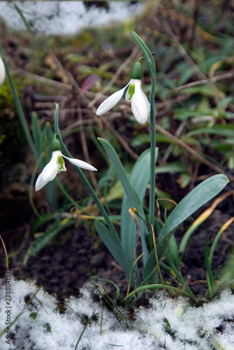 Galanthus Elwesii photo