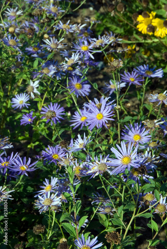 Aster Frikartii Monch photo