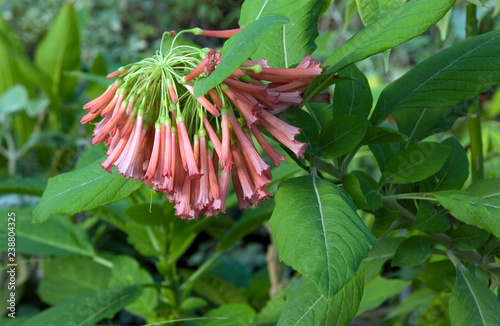 Iochroma Coccinea photo
