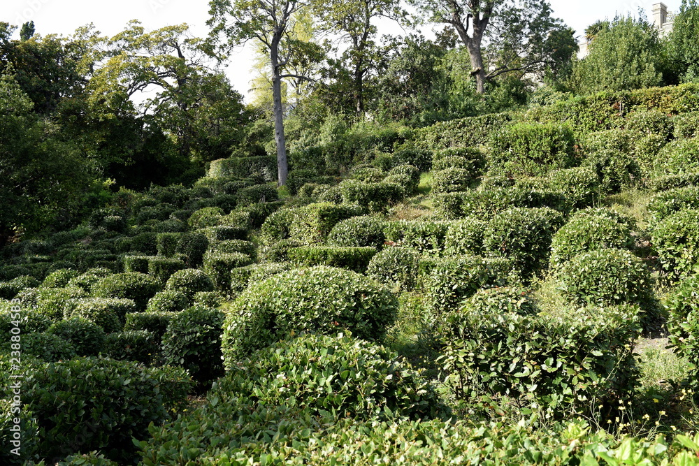 Laurel plantations