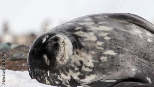 Weddell seal Smile and scratch Weddell seal sleeps and scratch and smyle on the shore of Antarctica photo