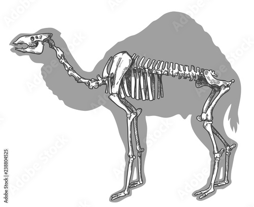 engraving illustration of camel skeleton