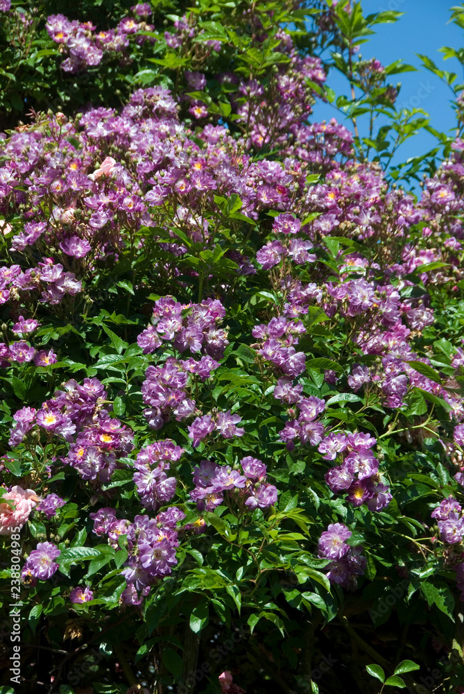 Rosa Veilchenblau - Rosier Rosa Veilchenblau - Rosier