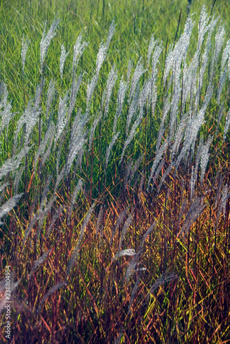 Miscanthus Sinensis Adagio