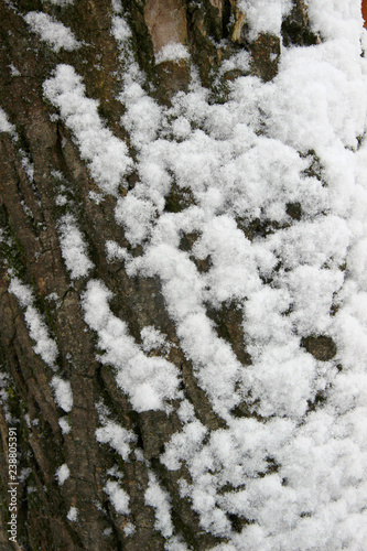 Snow on a Tree Trunk