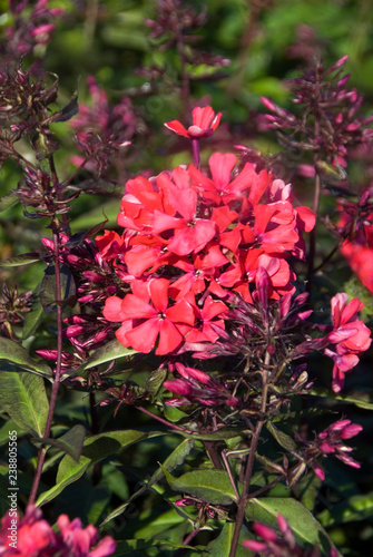 Phlox Paniculata Starfire