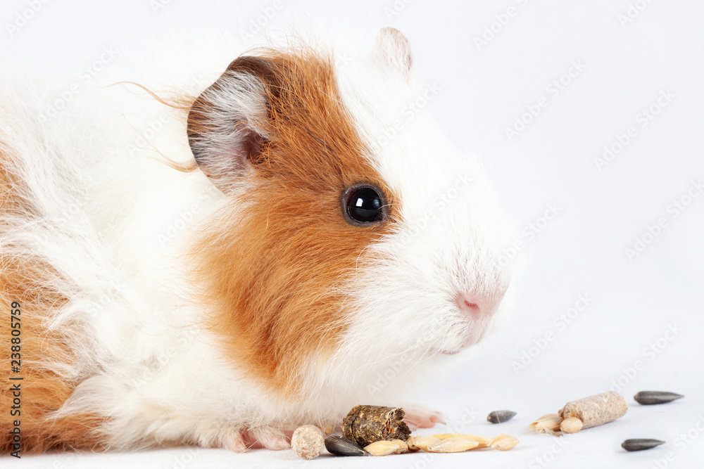 Guinea pig, a small rodent eating cereal food delicacies Guinea pig, a small rodent eating cereal food delicacies