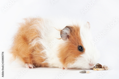 Guinea pig, a small rodent eating cereal food delicacies