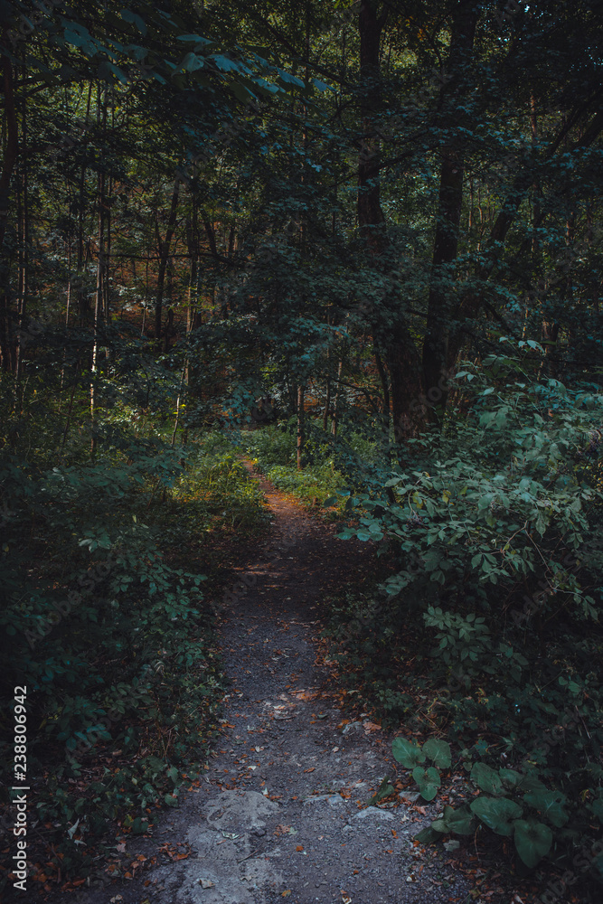 Obraz premium Day in woods